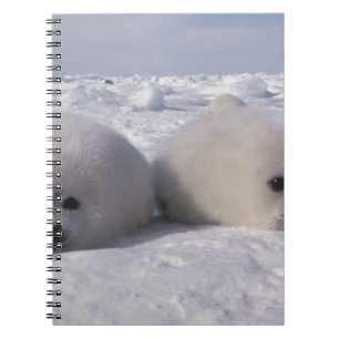 Carnet Phoque du Groenland (Phoca groenlandica) Jeunes ph