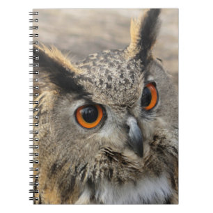 Carnet Photo de chouette d'aigle mou