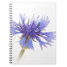 Photo de Cornflower bleu -