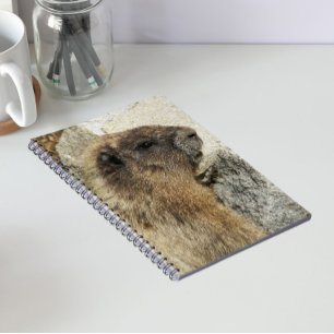 Carnet Photo de faune de Marmotte huppée