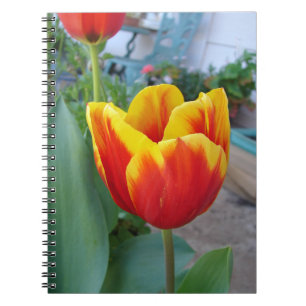 Carnet Photo de jardin floral de tulipes rouges et jaunes