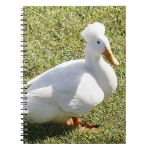 Carnet photo de la spirale de canard Pekin mis en