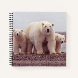 Carnet Photo de mère ours polaire et ses oursons
