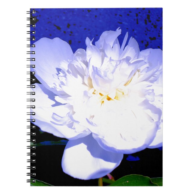 Carnet Photo de pivoine blanche et violette (Devant)