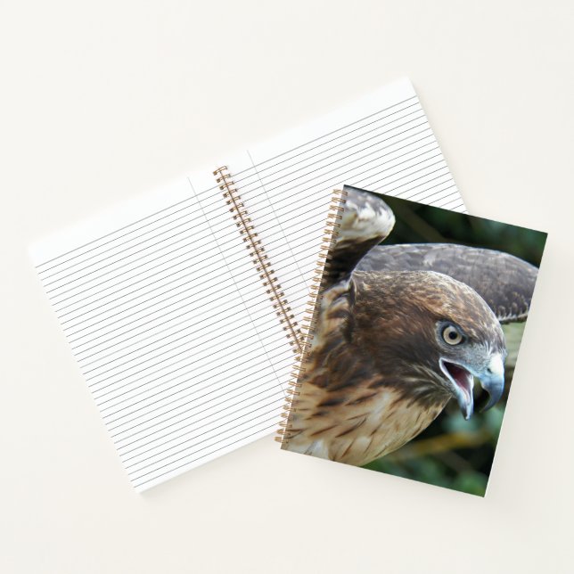 Carnet Photo de rapace Buse à queue rousse (Intérieur)