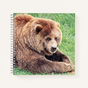 Carnet Photo d'ours Brown