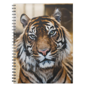 CARNET PHOTO DU VISAGE DE TIGER