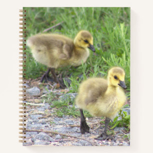 Carnet photo Goslings