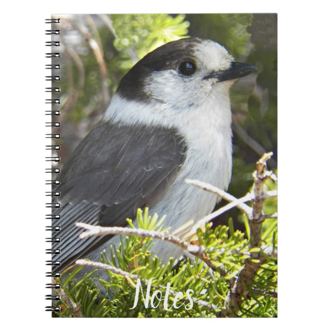 Carnet Photo gris et blanc Canada Jay (Devant)