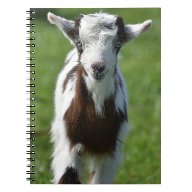 Carnet Photo Young Goat (Devant)