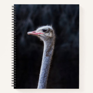 Carnet Photographie d'autruche