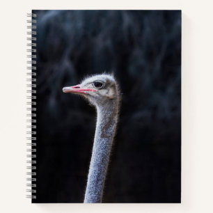 Carnet Photographie d'autruche