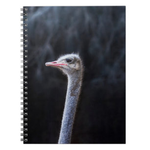 Carnet Photographie d'autruche