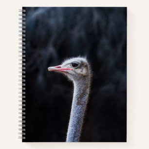 Carnet Photographie d'autruche