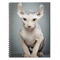 Photographie de chat de sphinx d'Elf