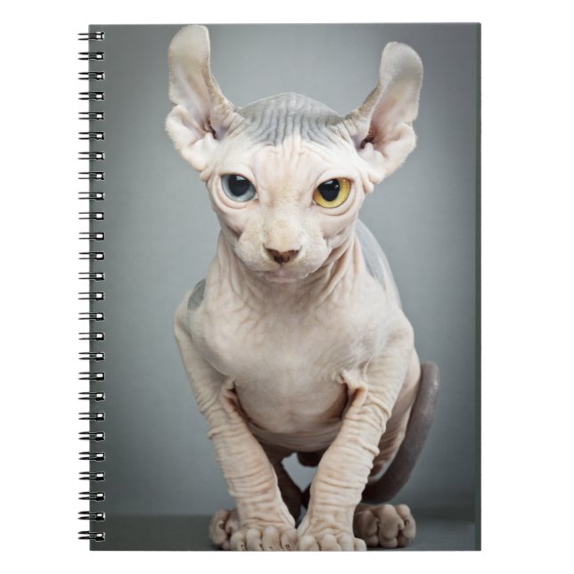Carnet Photographie de chat de sphinx d'Elf (Devant)