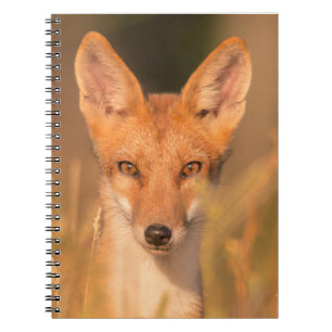 Carnet Photographie de faune sauvage : Yeux du Renard Rou