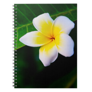 Carnet Photographie de fleurs de plumeria