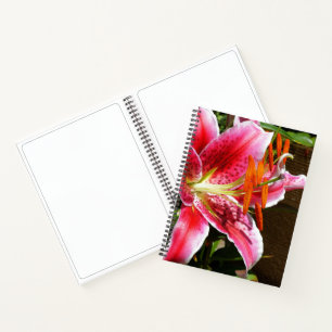 Carnet Photographie de lis Stargazer