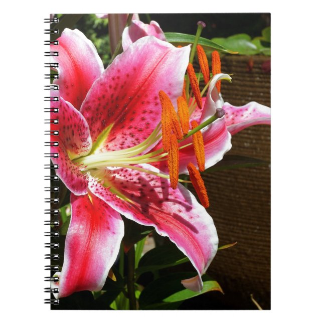 Carnet Photographie de Stargazer Lily (Devant)