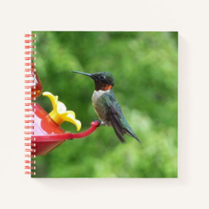 Carnet Photographie d'oiseau Colibri à gorge rubis