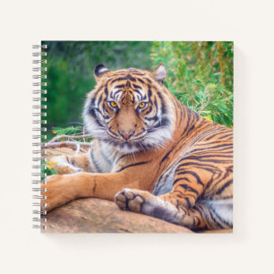Carnet Photographie époustouflante de tigre couché