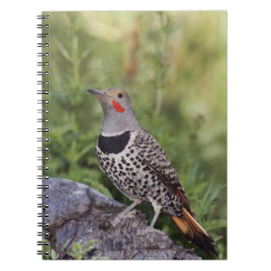 Carnet Pic flamboyant, Colaptes auratus, à hampe rouge
