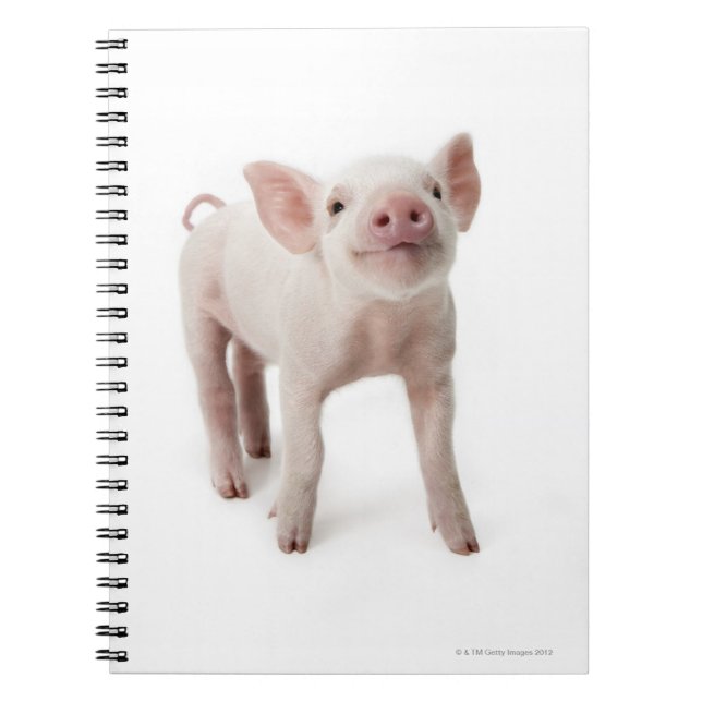 Carnet Pig debout en regardant (Devant)