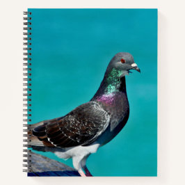 Carnet Pigeon Avec Vue