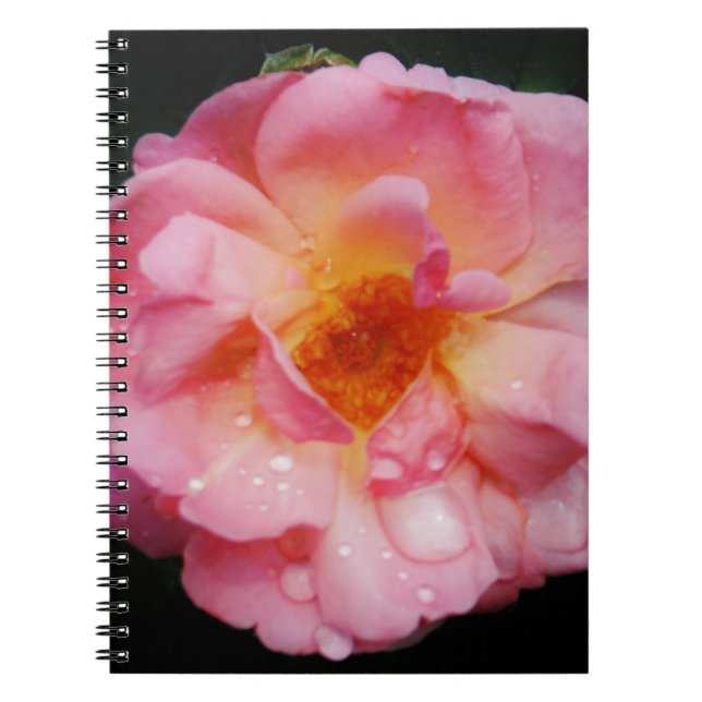 Carnet Pink Rose w/ Dew Drops Black Background (Devant)