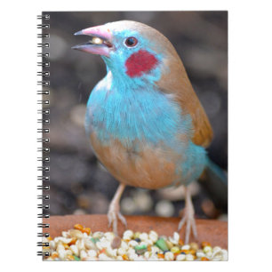Carnet Pinson de cordon bleu