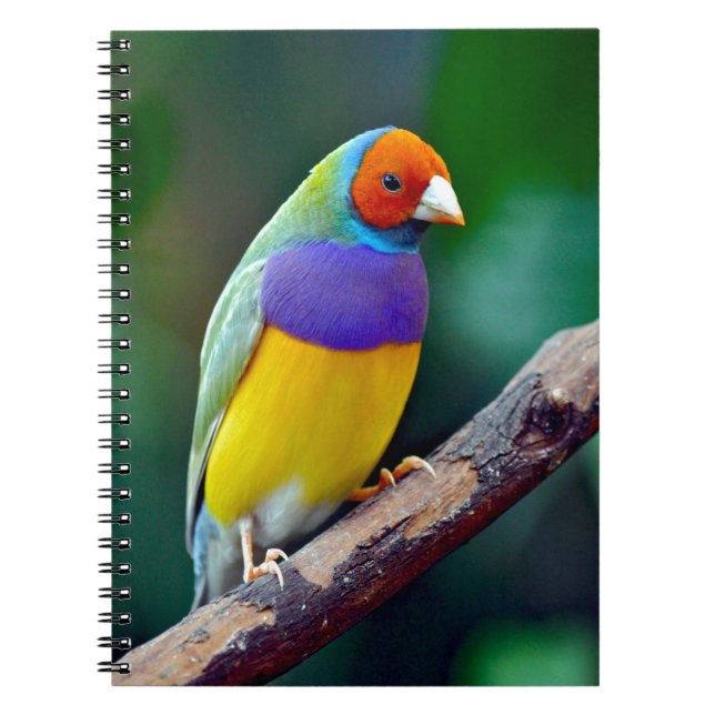 Carnet Pinson gouldian coloré (Devant)