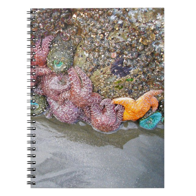 Carnet Piscine à marée, plage de Ruby, parc national olym (Devant)