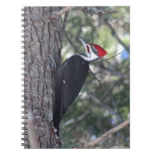 Carnet Pivert de Pileated