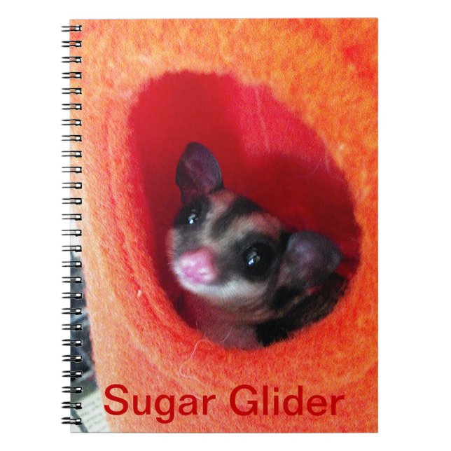 Carnet Planeur à sucre en Orange Hanging Lit (Devant)