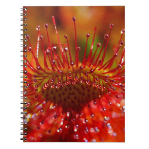 Carnet plante carnivore rouge en forme de rosée.