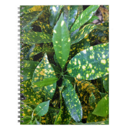 Carnet Plante de Croton