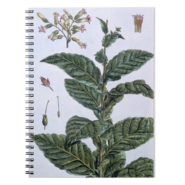 Carnet Plante de tabac, plat 7, de 'collection Precieuse (Devant)