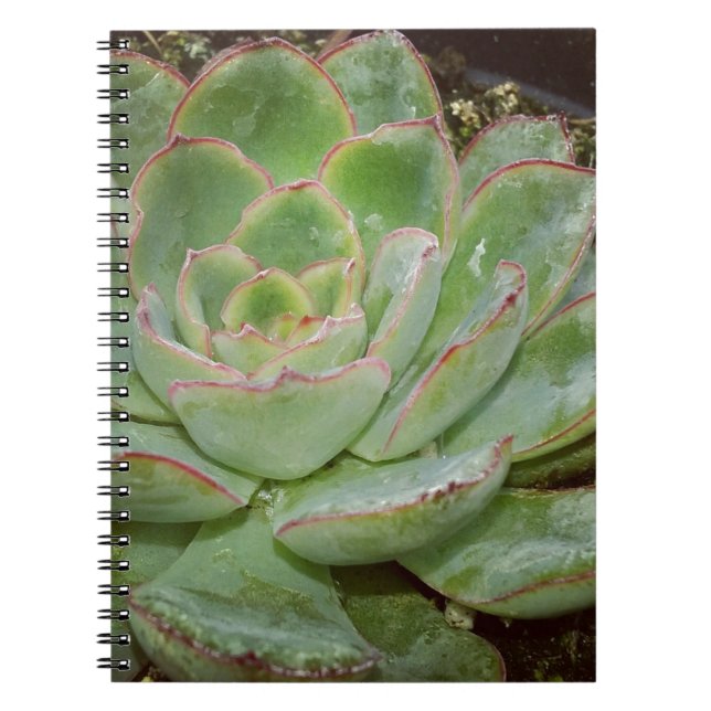 Carnet Plante Succulent (Devant)