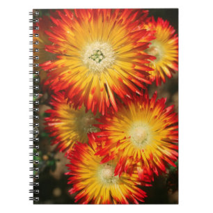 Carnet Plantes à glace (Lampranthus Aureus) en fleurs