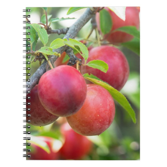Carnet Plum cerise sur branche (Devant)