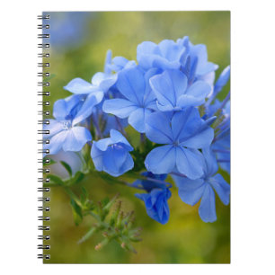 Carnet Plumbago - l'été bleu fleurit l'image