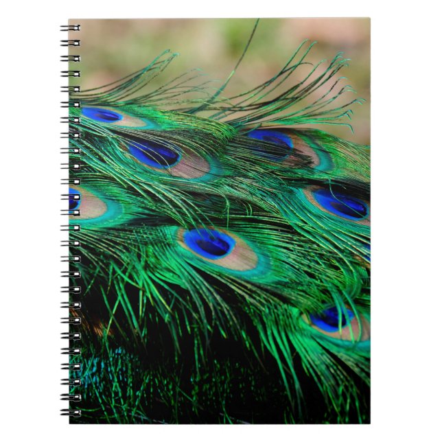 Carnet Plumes de paon (Devant)