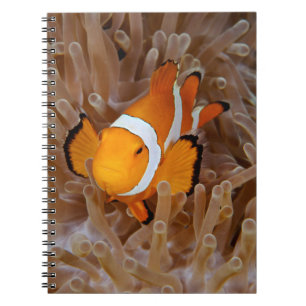 Carnet Poisson clown - Molokai, North Shore Cliff