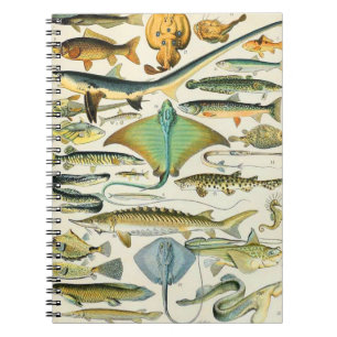 Carnet Poisson de Millot B