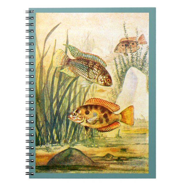 Carnet Poissons de Cichlid (Devant)