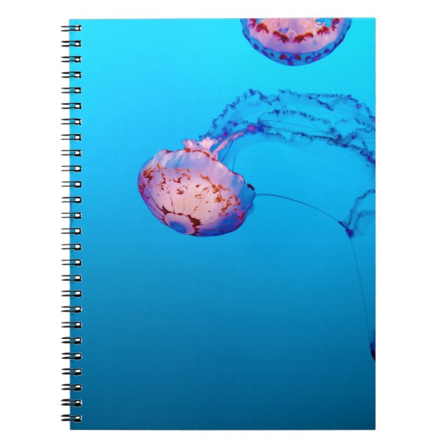 CARNET POISSONS JELLY SOUS L'EAU (Devant)