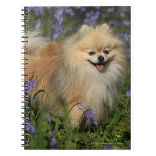 Carnet Pomeranian regardant l'appareil-photo dans les