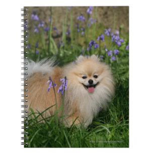 Carnet Pomeranian se tenant regardant l'appareil-photo