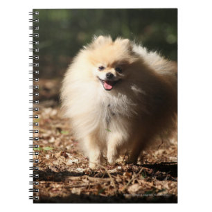 Carnet Pomeranian trottant dans le feuille tombé